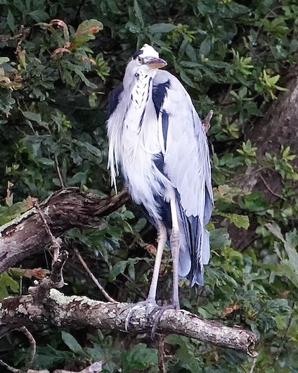grey heron